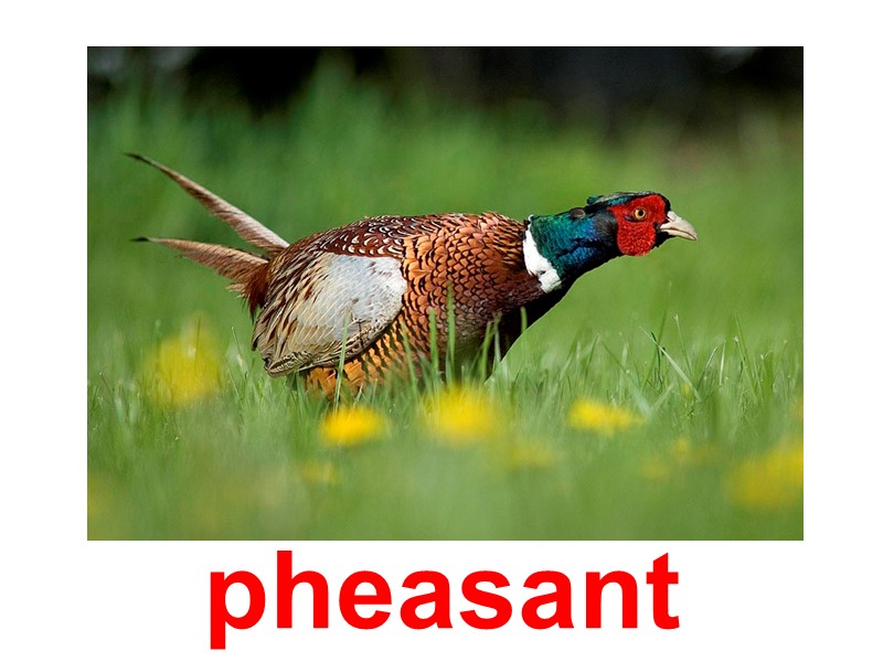 pheasant